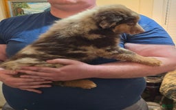 Australian Shepherd dogs for sale: Teddi - Image 10