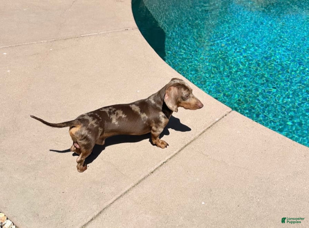 Miniature Dachshund dogs for sale: Akc Amber - Image 9