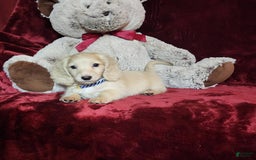 Miniature Dachshund dogs for sale: Tucker - Image 5