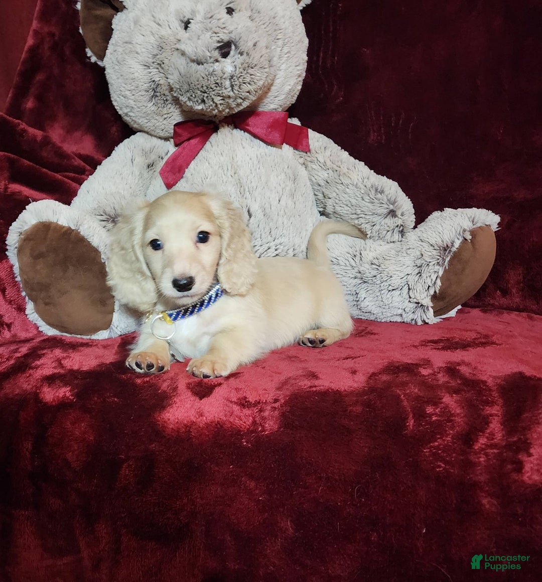 Miniature Dachshund dogs for sale: Tucker - Image 5