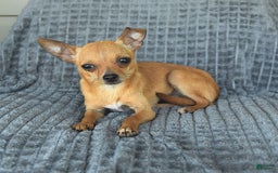 Chihuahua dogs for sale: Bambi - Image 2