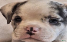 Olde English Bulldogge dogs for sale: Boss - Image 2