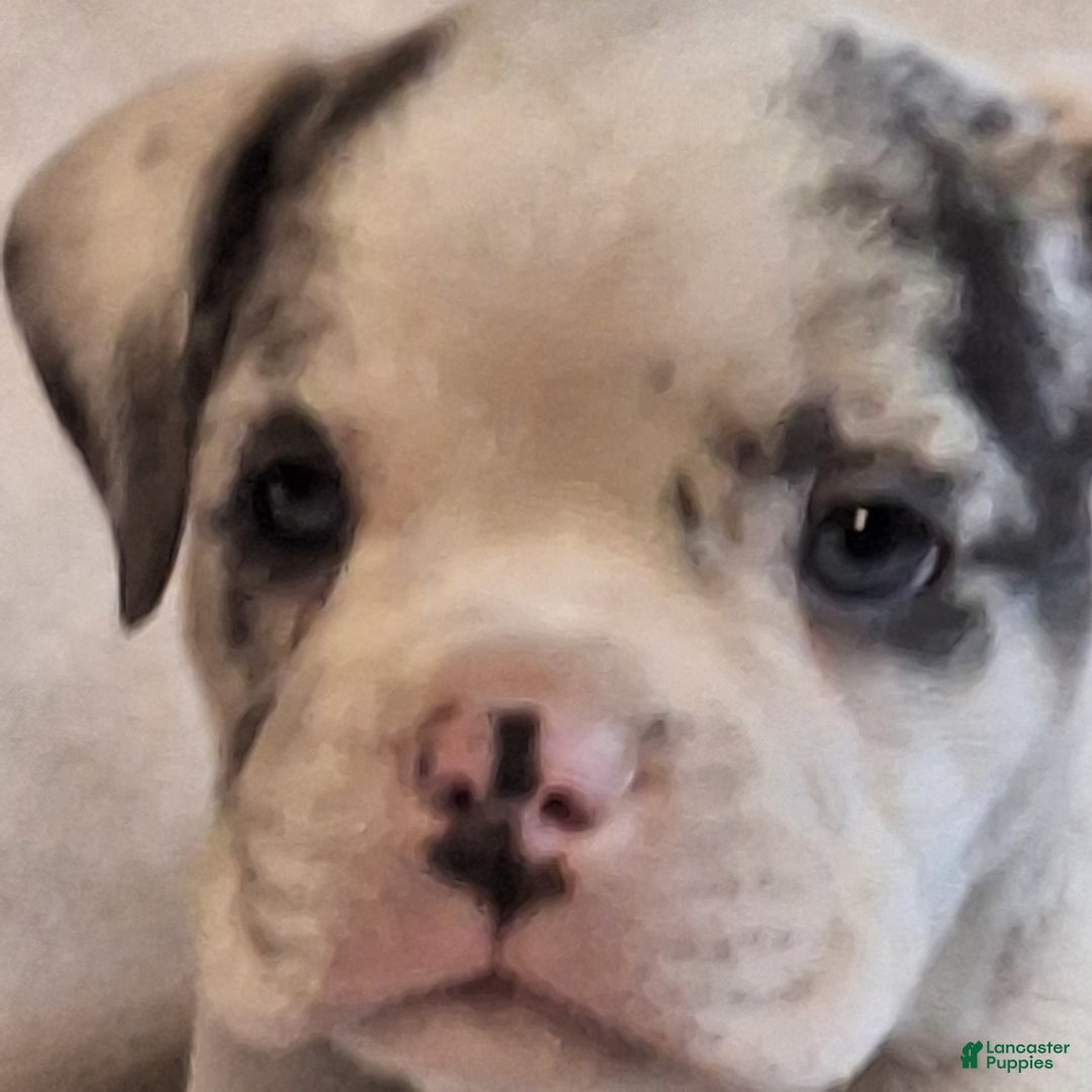 Olde English Bulldogge dogs for sale: Boss - Image 2