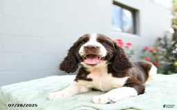 English Springer Spaniel dogs for sale: Barkley - Image 1