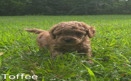 Cavapoo dogs for sale: Toffee - Image 1