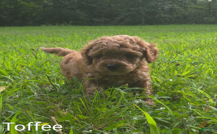 Cavapoo dogs for sale - Ad 1