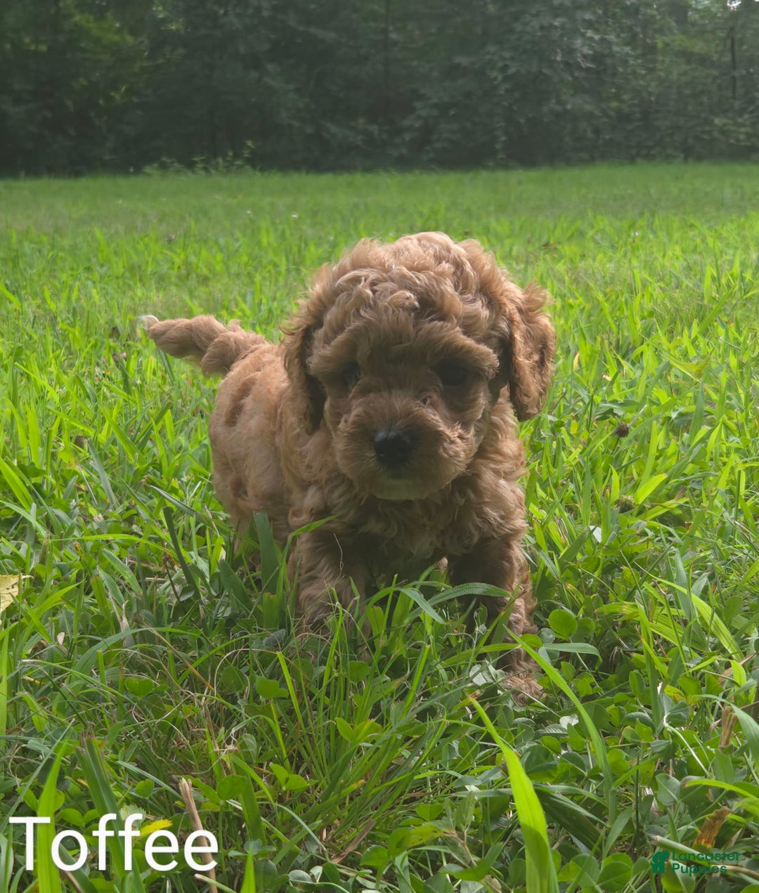 Cavapoo dogs for sale: Toffee - Image 1