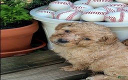 Bichpoo dogs for sale: Oliver - Image 1