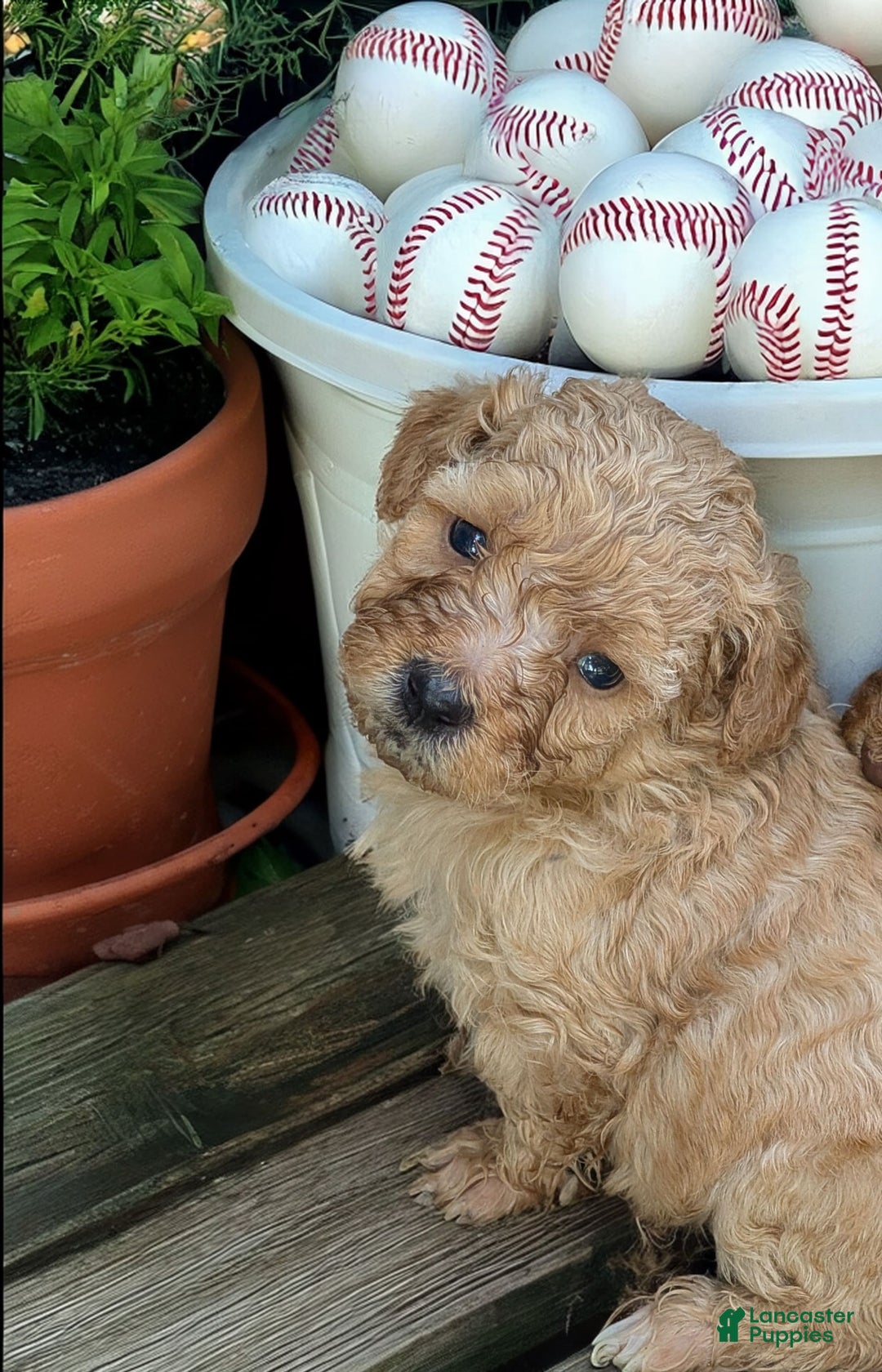 Bichpoo dogs for sale: Oliver - Image 1