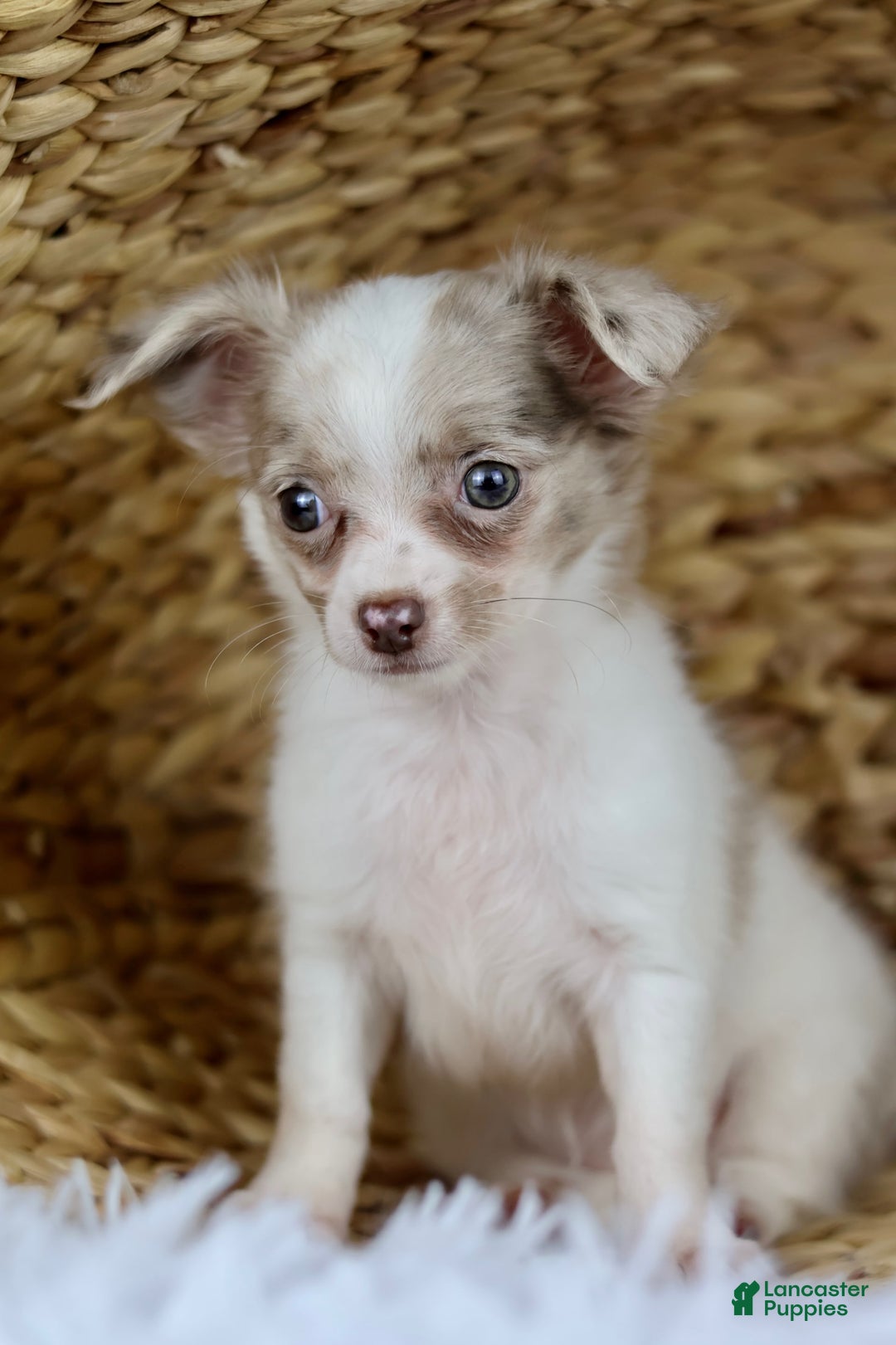 Chihuahua dogs for sale: Cyrus - Image 11
