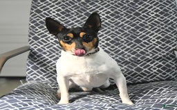 Toy Fox Terrier dogs for sale: Felix - Image 7