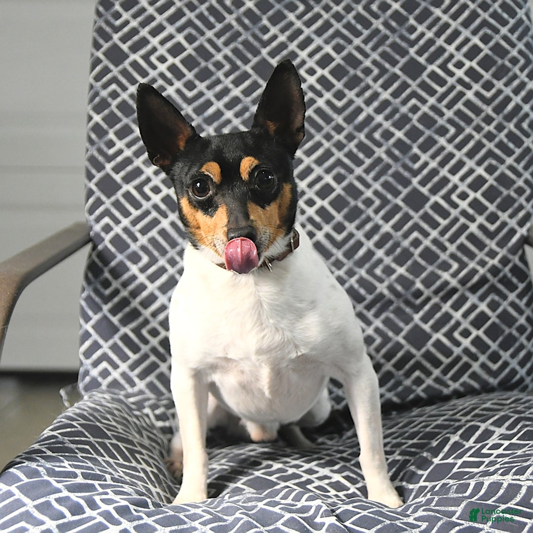 Toy Fox Terrier dogs for sale: Felix - Image 7