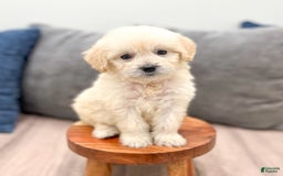 Mini Goldendoodle dogs for sale: Betty - Image 7