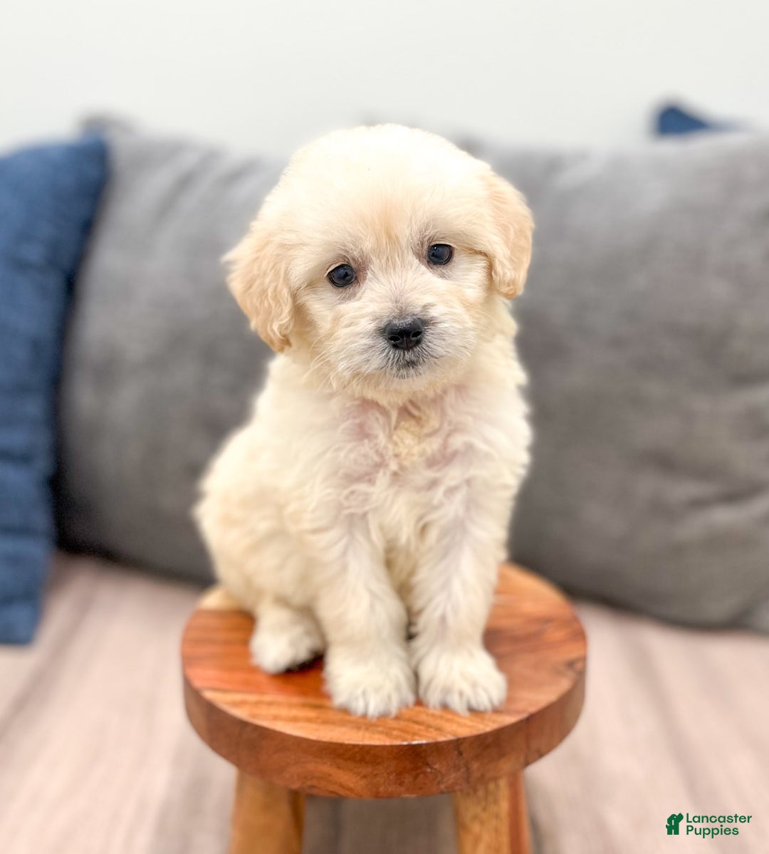 Mini Goldendoodle dogs for sale: Betty - Image 7
