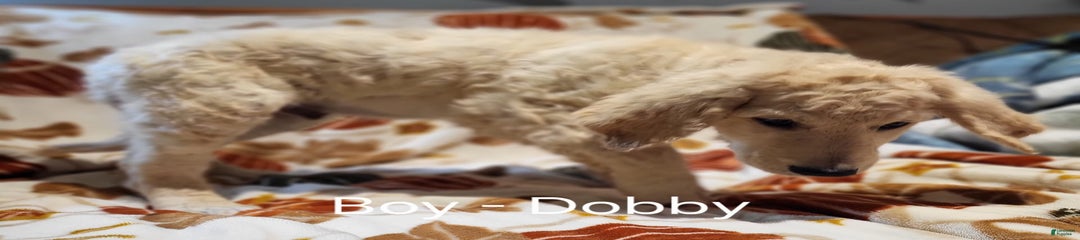Dobby