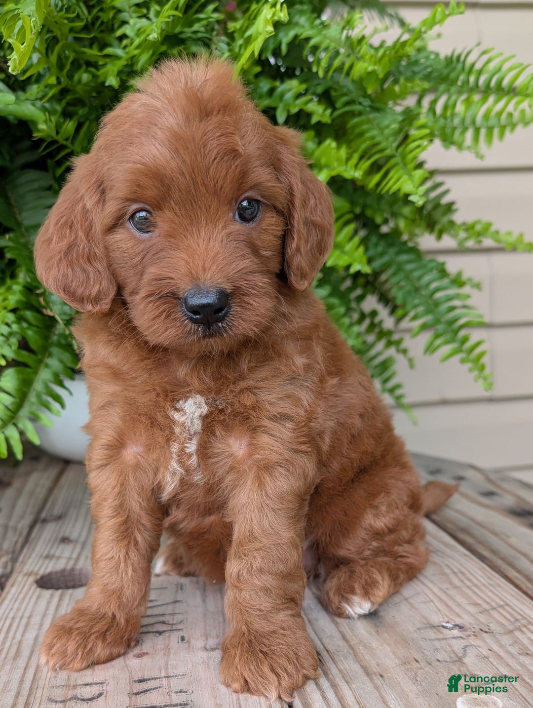 Mini Goldendoodle dogs for sale: Mini-wendy - Image 3