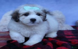 Shihpoo dogs for sale: Hank - Image 9