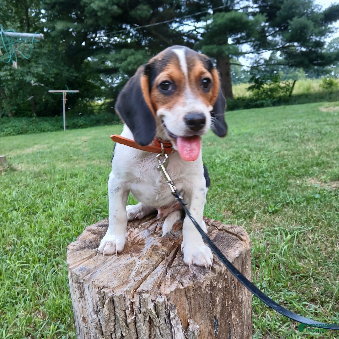 Beagle dogs for sale: Mason - Image 4