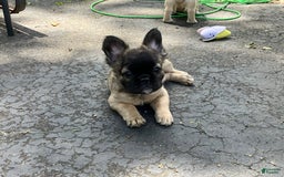 French Bulldog dogs for sale: Brooklyn - Image 5