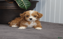 Toy Poodle dogs for sale: Tiny Duke - Image 1