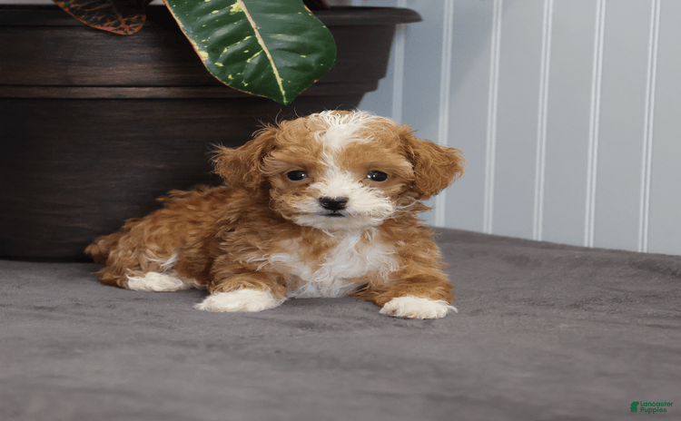 Toy Poodle dogs for sale - Ad 1