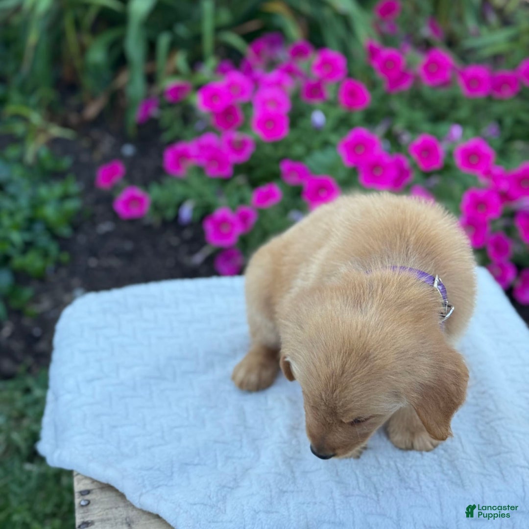 Golden Retriever dogs for sale: Golden Retriever 8 puppies - Image 4