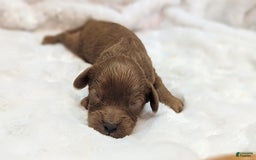 Cavapoo dogs for sale: Hermes - Image 7