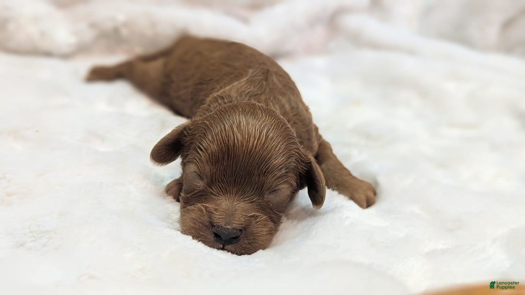 Cavapoo dogs for sale: Hermes - Image 7