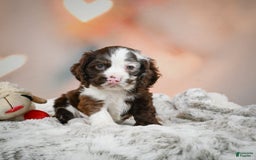 Cocker Spaniel dogs for sale: Jake - Image 6
