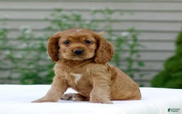 Cocker Spaniel dogs for sale: Turner - Image 1