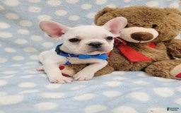 French Bulldog dogs for sale: Fido - Image 10