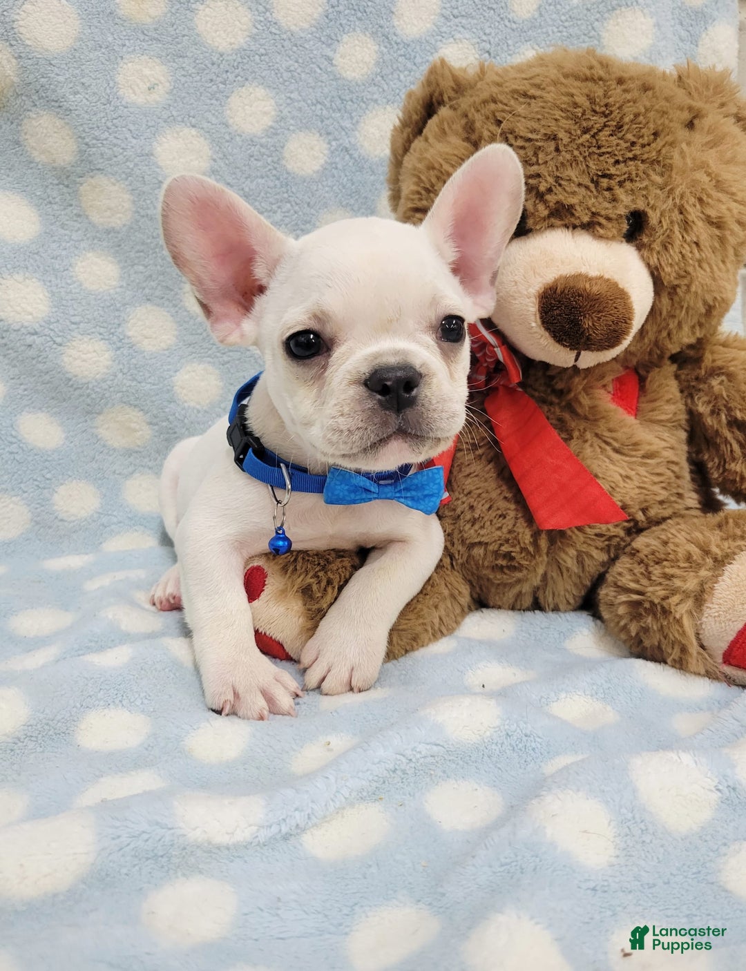 French Bulldog dogs for sale: Fido - Image 10