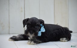 Miniature Schnauzer dogs for sale: Terrance - Image 3
