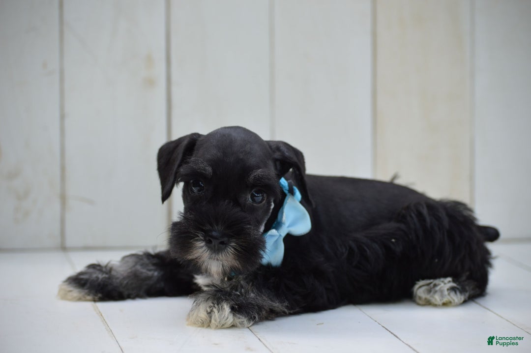 Miniature Schnauzer dogs for sale: Terrance - Image 3