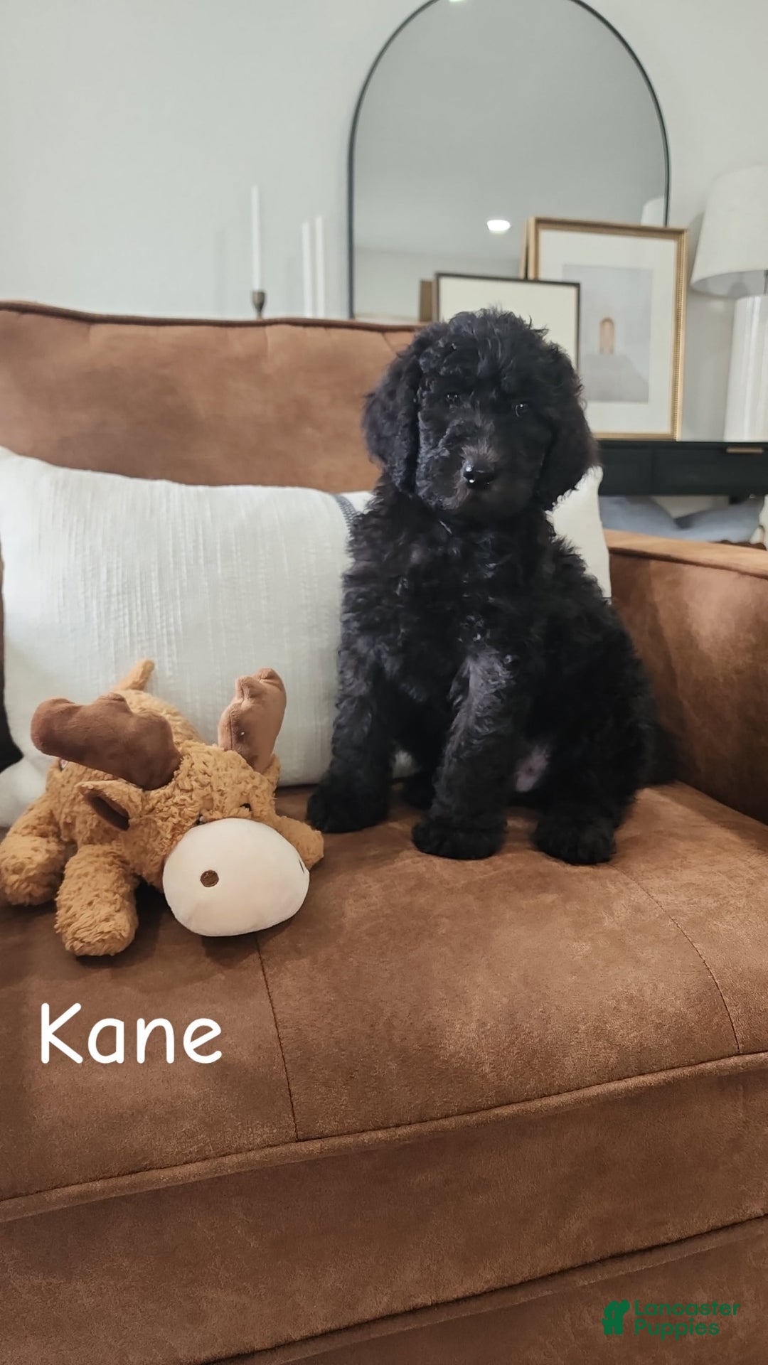 Goldendoodle dogs for sale: Kane - Image 1