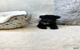 Yorkiepoo dogs for sale: Braxton - Image 10