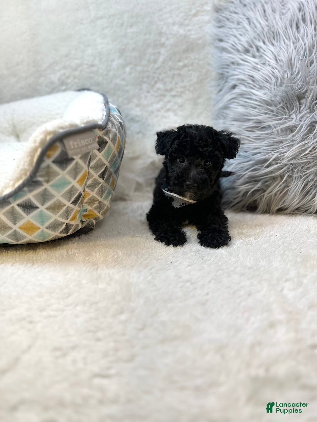 Yorkiepoo dogs for sale: Braxton - Image 10