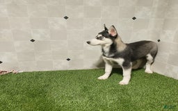 Siberian Husky dogs for sale: Laurie - Image 7