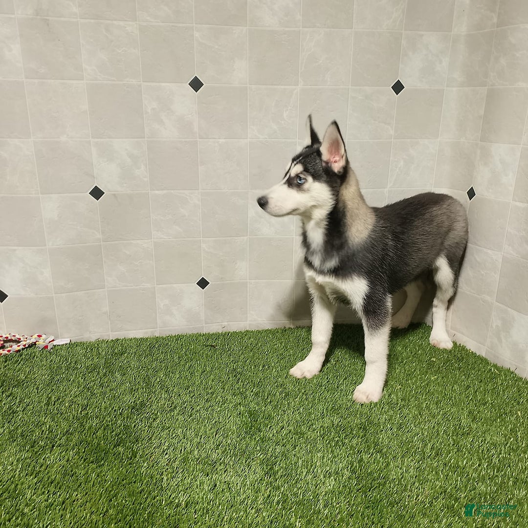Siberian Husky dogs for sale: Laurie - Image 7