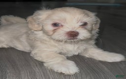 Shihpoo dogs for sale: Rover - Image 4