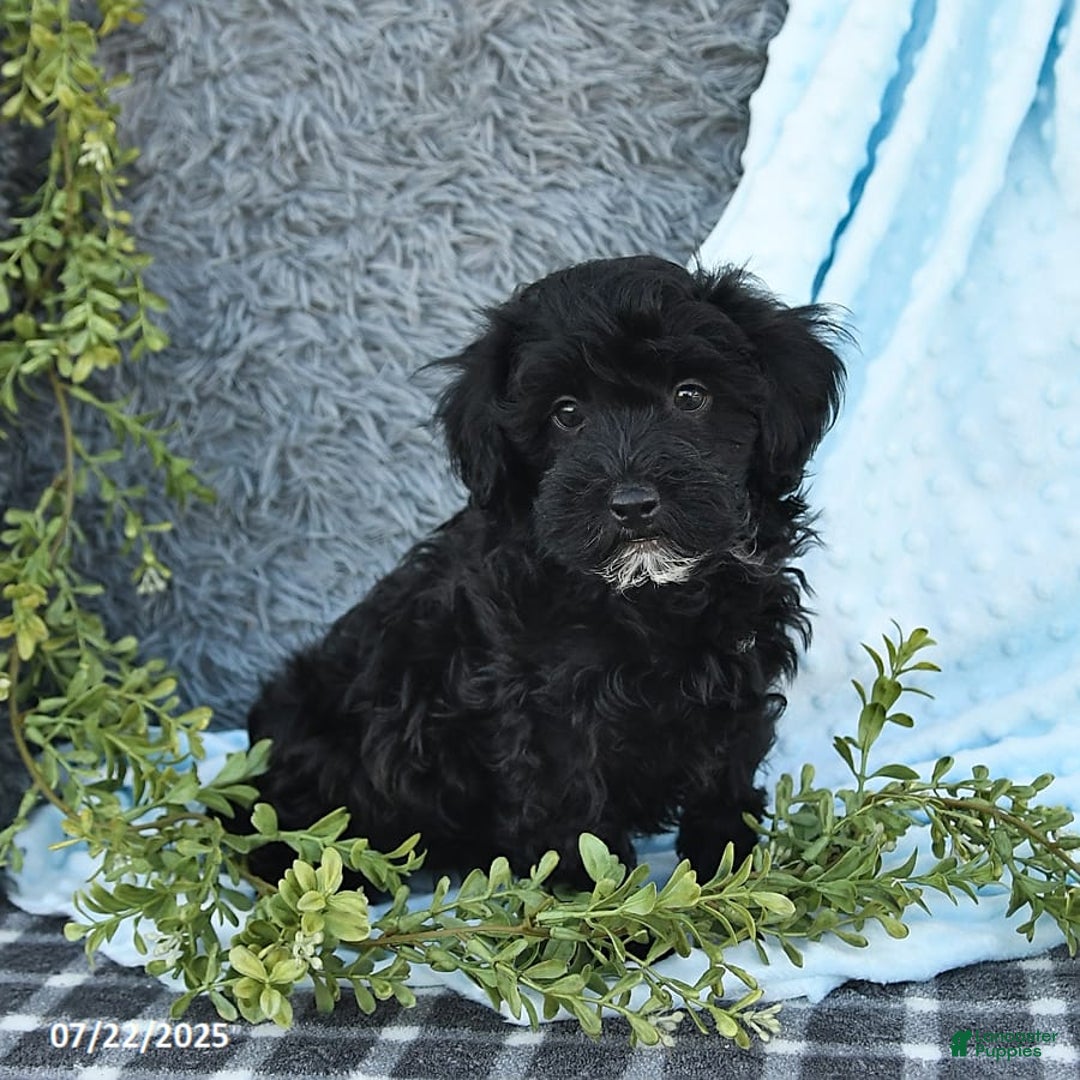 Havapoo dogs for sale: Blake - Image 2