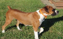 Boxer dogs for sale: Ashley - Image 9