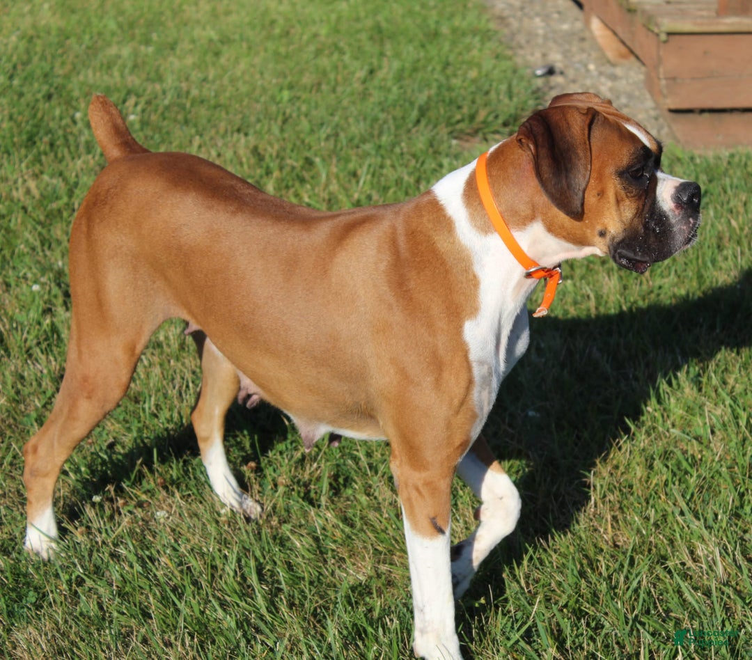 Boxer dogs for sale: Ashley - Image 9