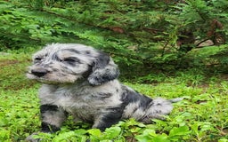Labradoodle dogs for sale: Madrid - Image 1
