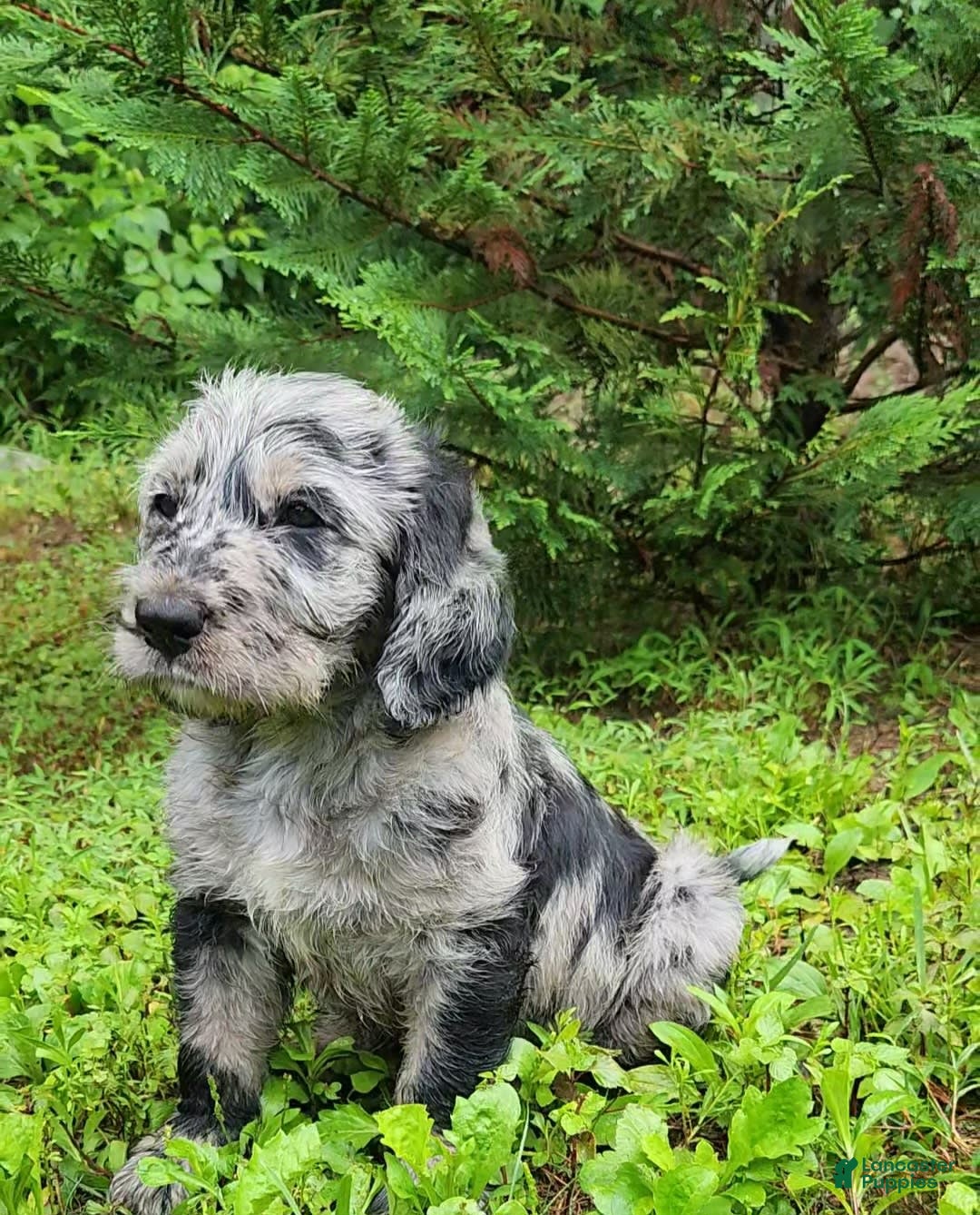 Labradoodle dogs for sale: Madrid - Image 1