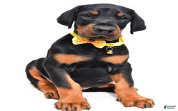 Doberman Pinscher dogs for sale: Marley - Image 4