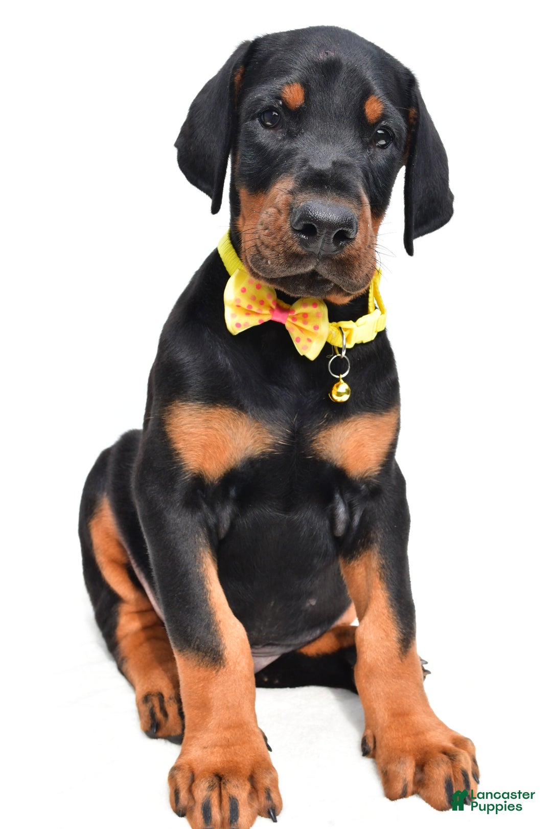 Doberman Pinscher dogs for sale: Marley - Image 4
