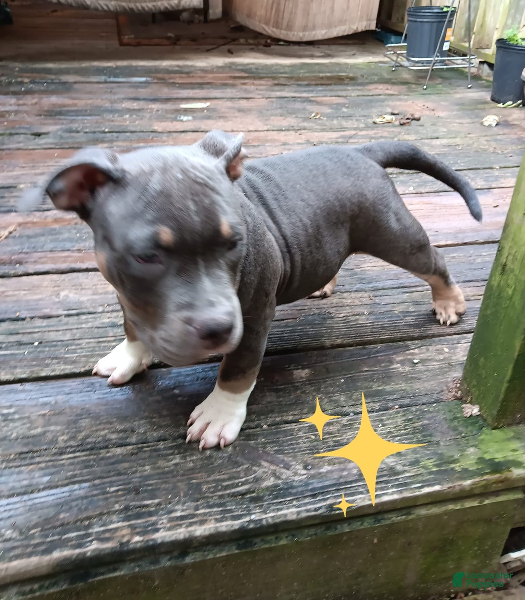 American Bully dogs for sale: Rose Col - Image 12