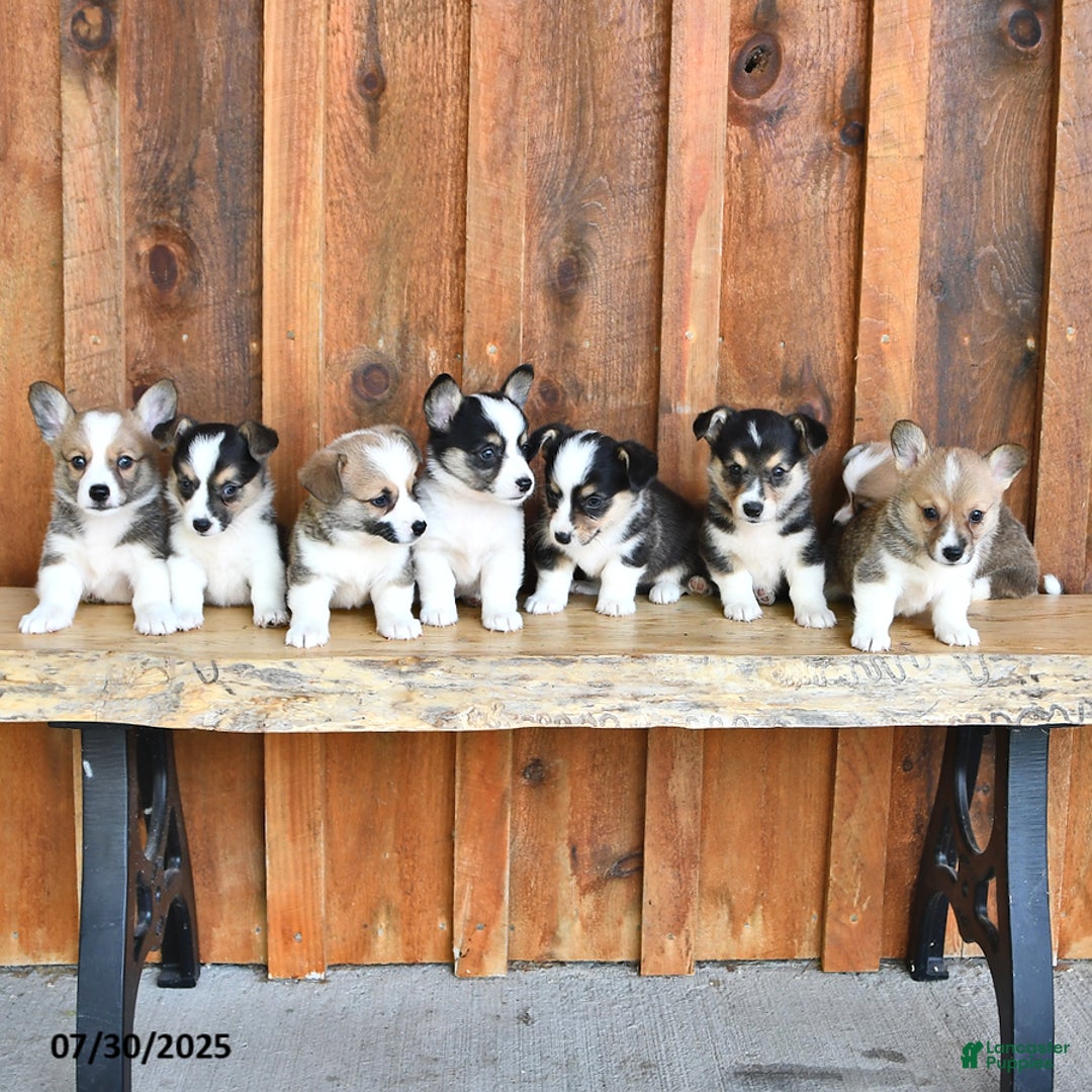 Welsh Corgi Pembroke dogs for sale: Scotty - Image 2