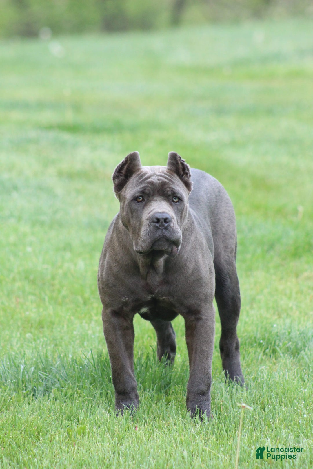 Cane Corso dogs for sale: Bane - Listing for pets: Willow, Bane - Image 3